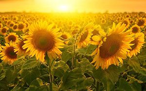 農業農村部等十一部門印發《統籌新冠肺炎疫情防控和“菜籃子”產品保供穩價工作指南》