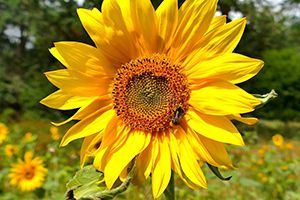 美國農業部：美國大豆優良率下滑1個百分點，比市場預期差