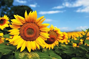 國家統計局：2023年10月中旬豆粕價格環比下跌3.6%